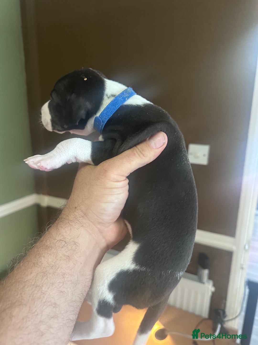 Whippet dogs for sale: Rare colours full pedigree KC Reg whippet pups  - Image 30
