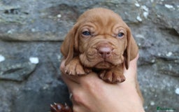 Hungarian Vizsla dogs for sale: Stunning litter KC registered Hungarian Puppy's  - Image 7