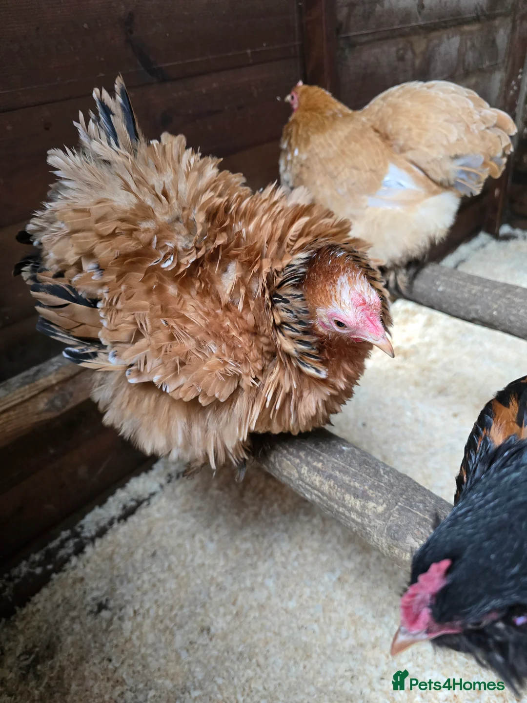 Chickens poultry for sale: Pekin Bantam Pullets  - Advert 4