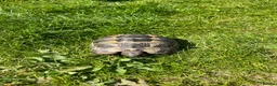 Tortoise reptiles for sale: Spurthigh tortoises  in Holt - Advert 3