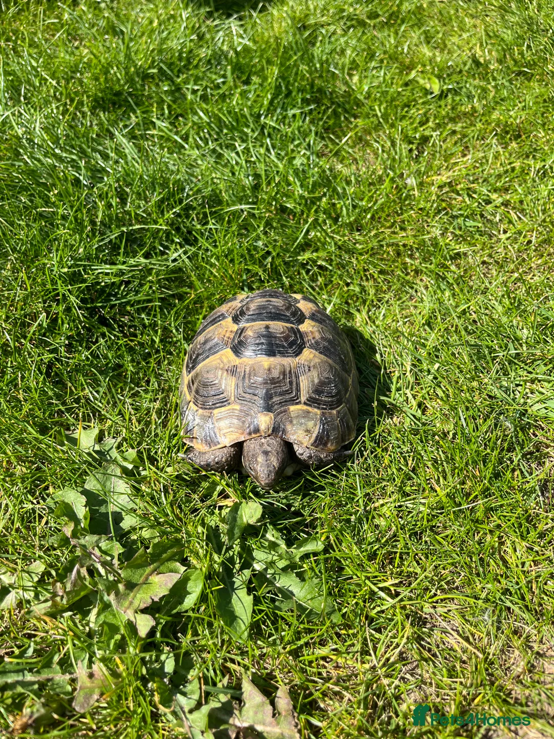 Tortoise reptiles for sale: Spurthigh tortoises  in Holt - Advert 3