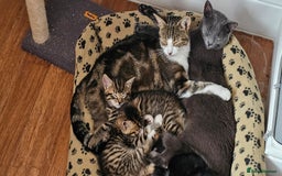 British Shorthair cats for sale: 4 beautiful kittens  - Image 1