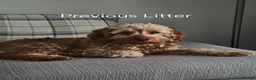 Cockapoo dogs for sale: F2b Cockapoo puppies health tested parents  - Advert 8