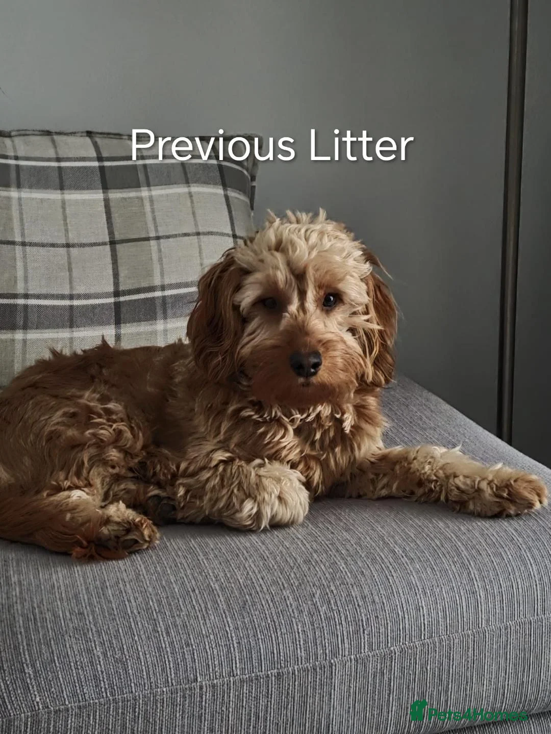 Cockapoo dogs for sale: F2b Cockapoo puppies health tested parents  - Advert 8