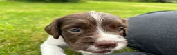 English Springer Spaniel dogs for sale: Stunning KC registered Springer Spaniel pups in Grantown-on-Spey - Advert 5