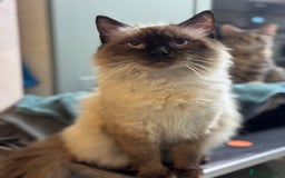 Bengal cats for sale: Incredibly friendly Bengal X Ragdoll - Advert 26