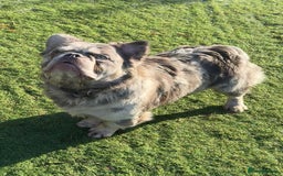 French Bulldog dogs for sale: Fabulous male fluffy frenchie 1.5 years old - Image 10