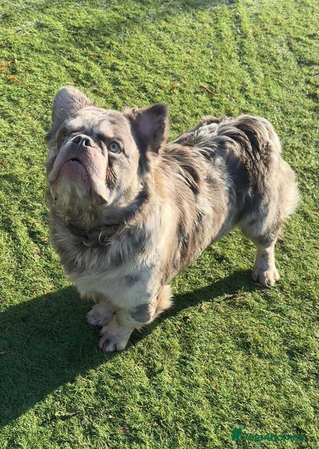 French Bulldog dogs for sale: Fabulous male fluffy frenchie 1.5 years old - Image 10