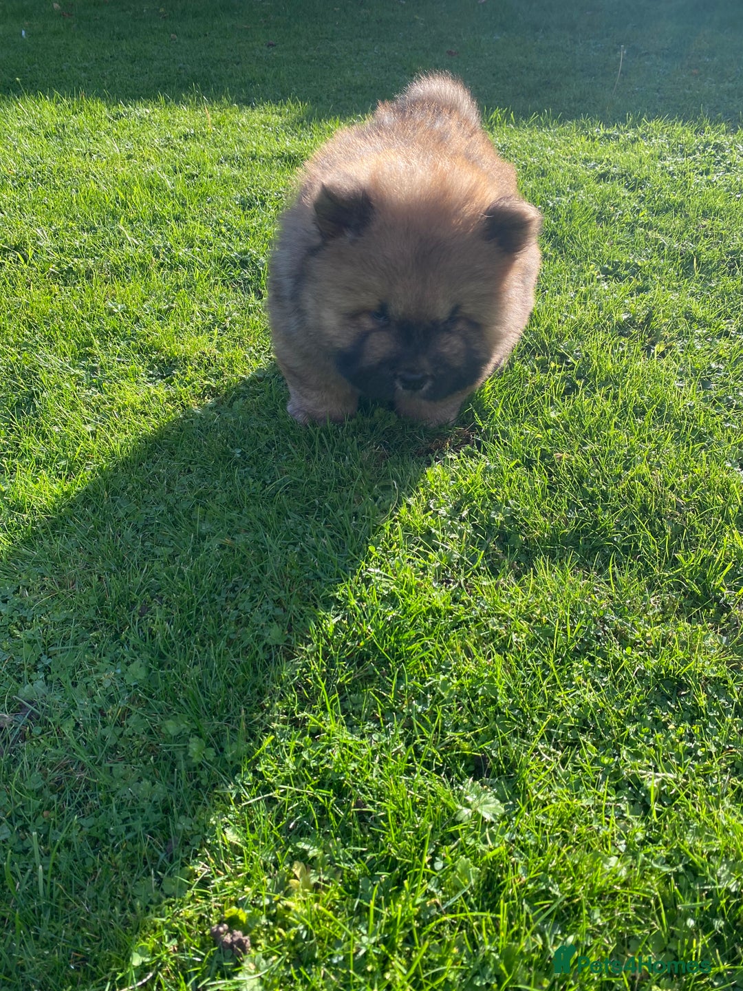 Chow Chow dogs for sale: Amazing chow chow puppies READY NOW  1 left  - Image 17