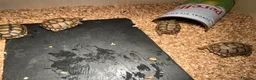 Tortoise reptiles for sale: 9 month old Greek tortoises  in London - Advert 2