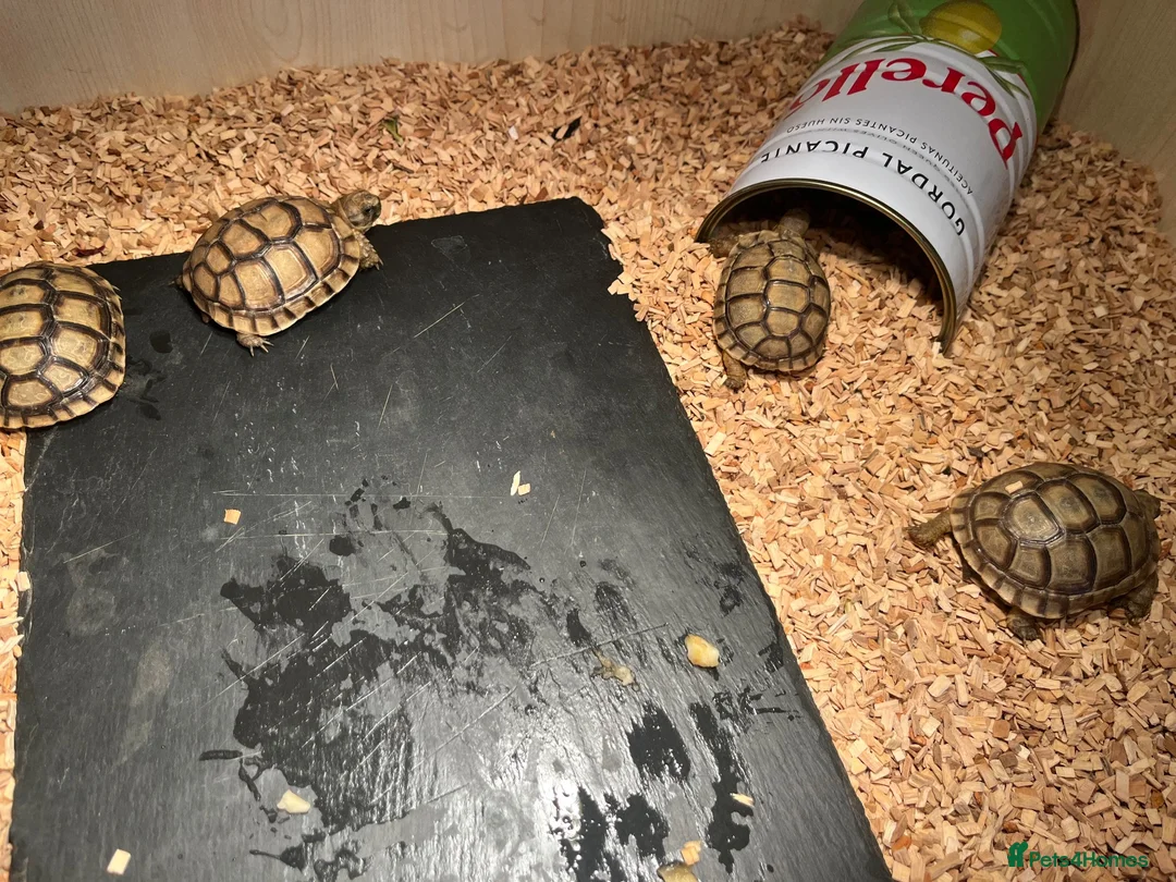 Tortoise reptiles for sale: 9 month old Greek tortoises  in London - Advert 2