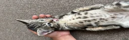 Khao Manee cats for sale: 3 Kittens  in Horley - Advert 7