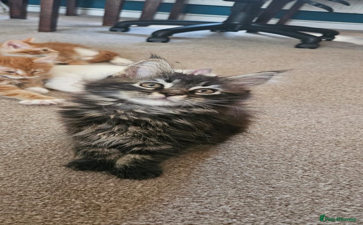 Maine Coon cats - Advert 1