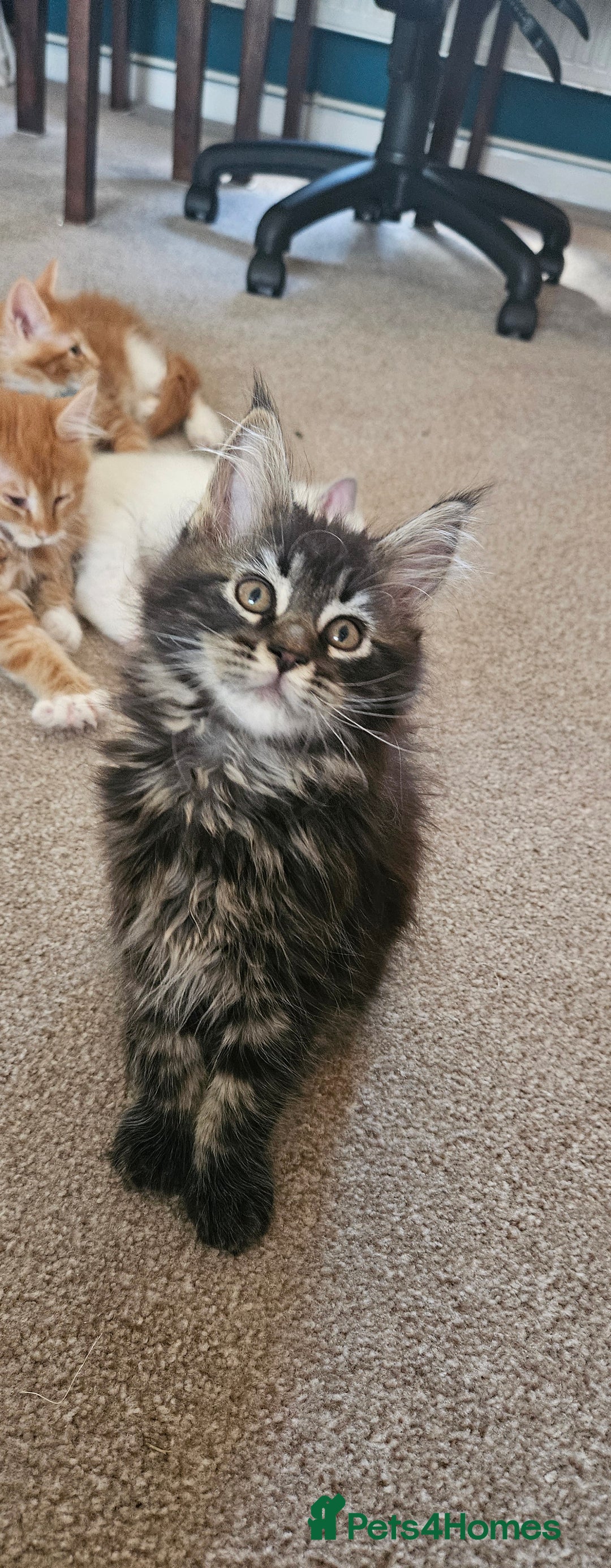 Maine Coon cats for sale: Gccf maincoon kittens. Ready from the 20th Sept  - Image 1