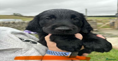 Flat coated Retriever dogs in Morpeth - Advert 4