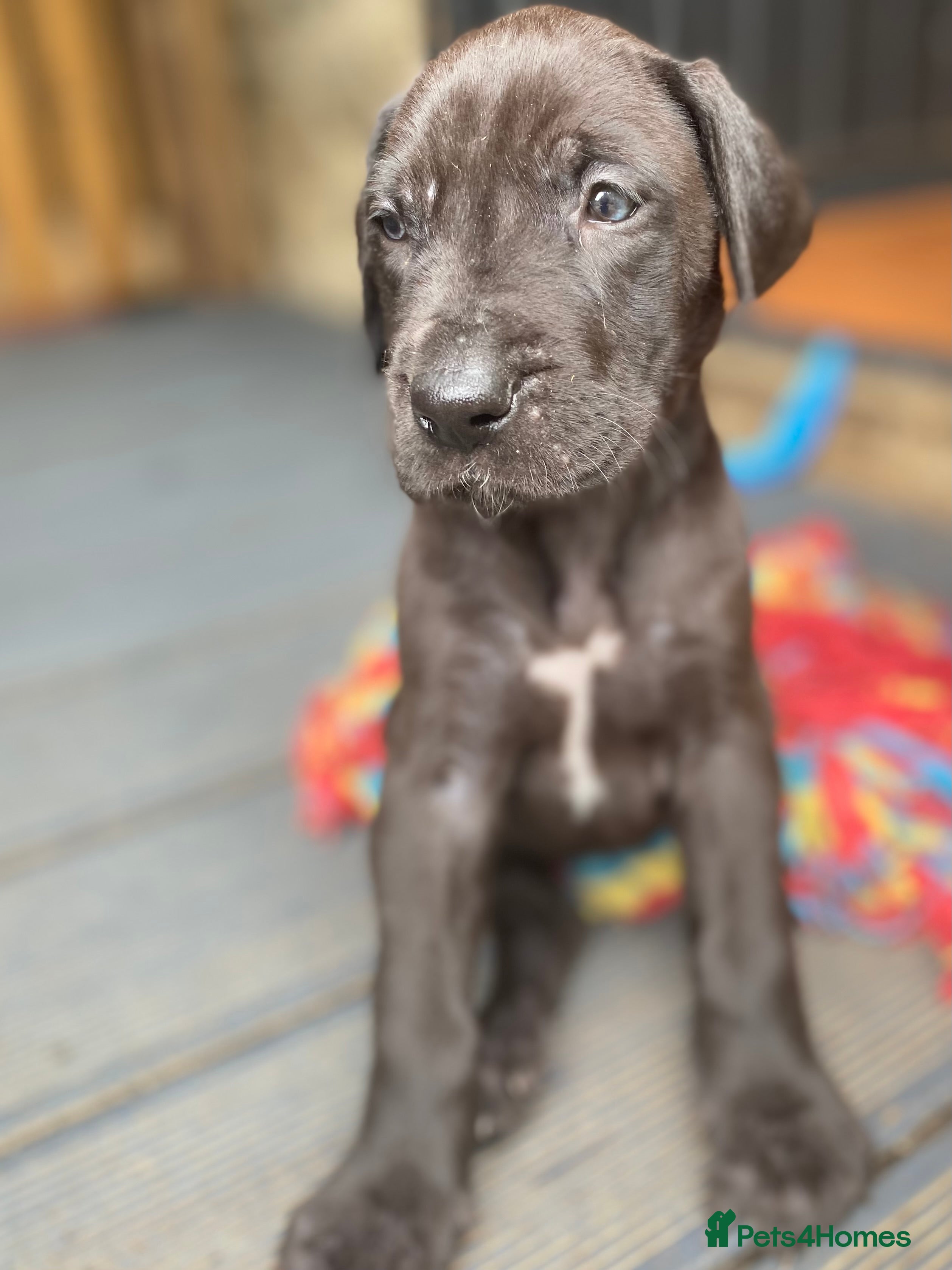 Great Dane dogs Great Dane Pups, Our 3rd Generation. - Advert 1