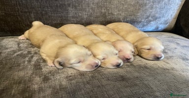 Miniature Dachshund dogs - Advert 14