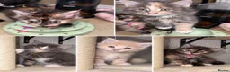 Maine Coon cats for sale: 🐾 FULLY REGISTERED PEDIGREE MAINE COON KITTENS 🐾 - Advert 21