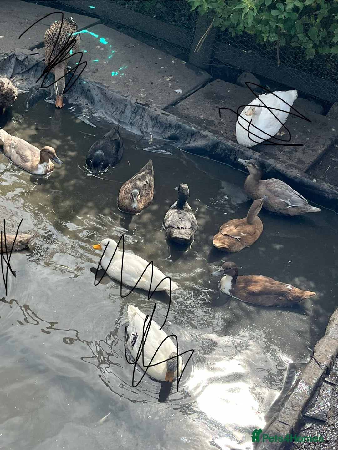 Ducks poultry for sale: Young call duck crosses - Image 4