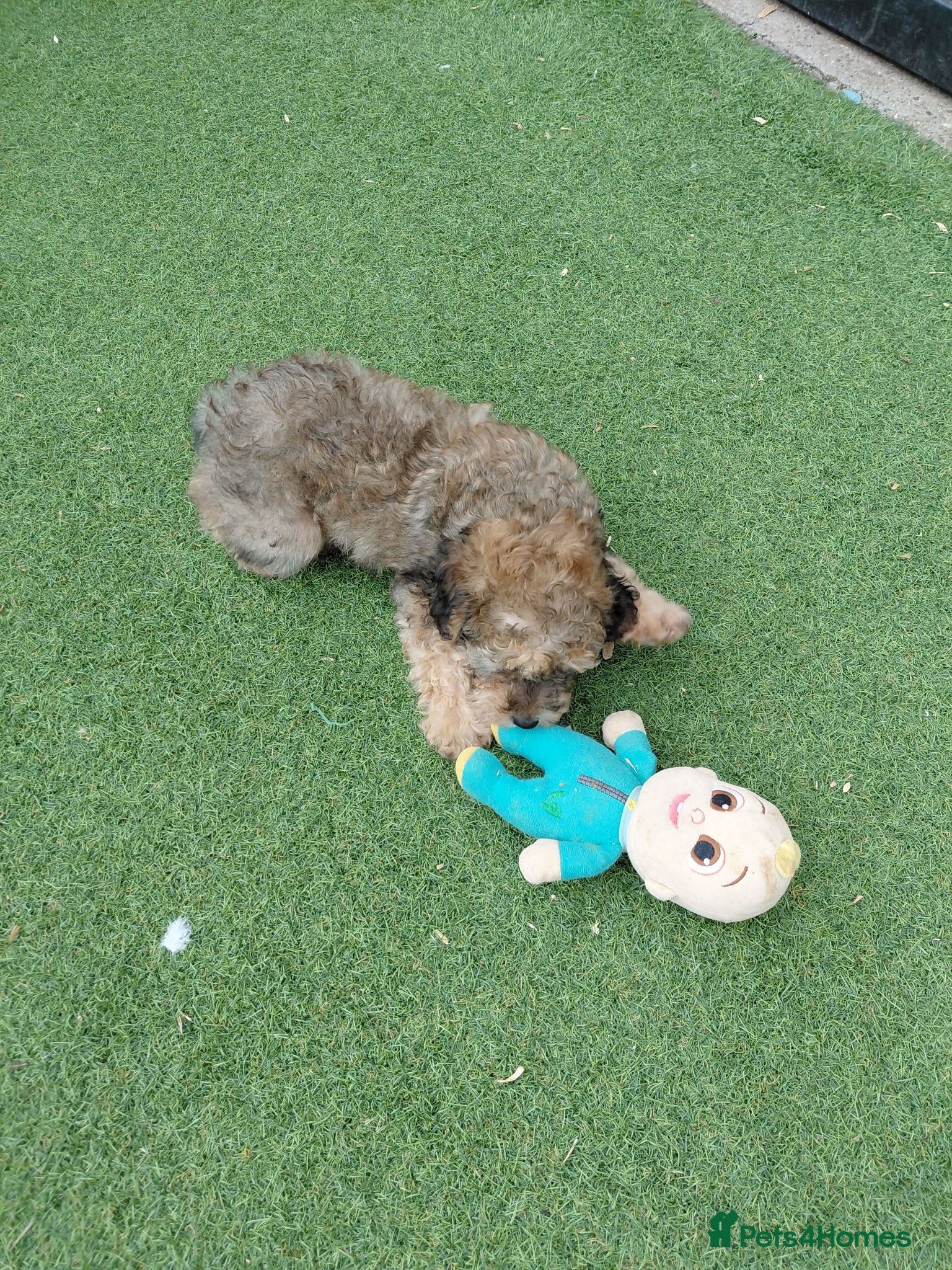 Maltipoo dogs  MALTIPOO PUPPY 1 GIRL Available - Advert 4
