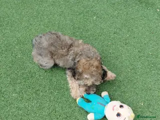 Maltipoo dogs MALTIPOO PUPPY 1 GIRL Available - Advert 4