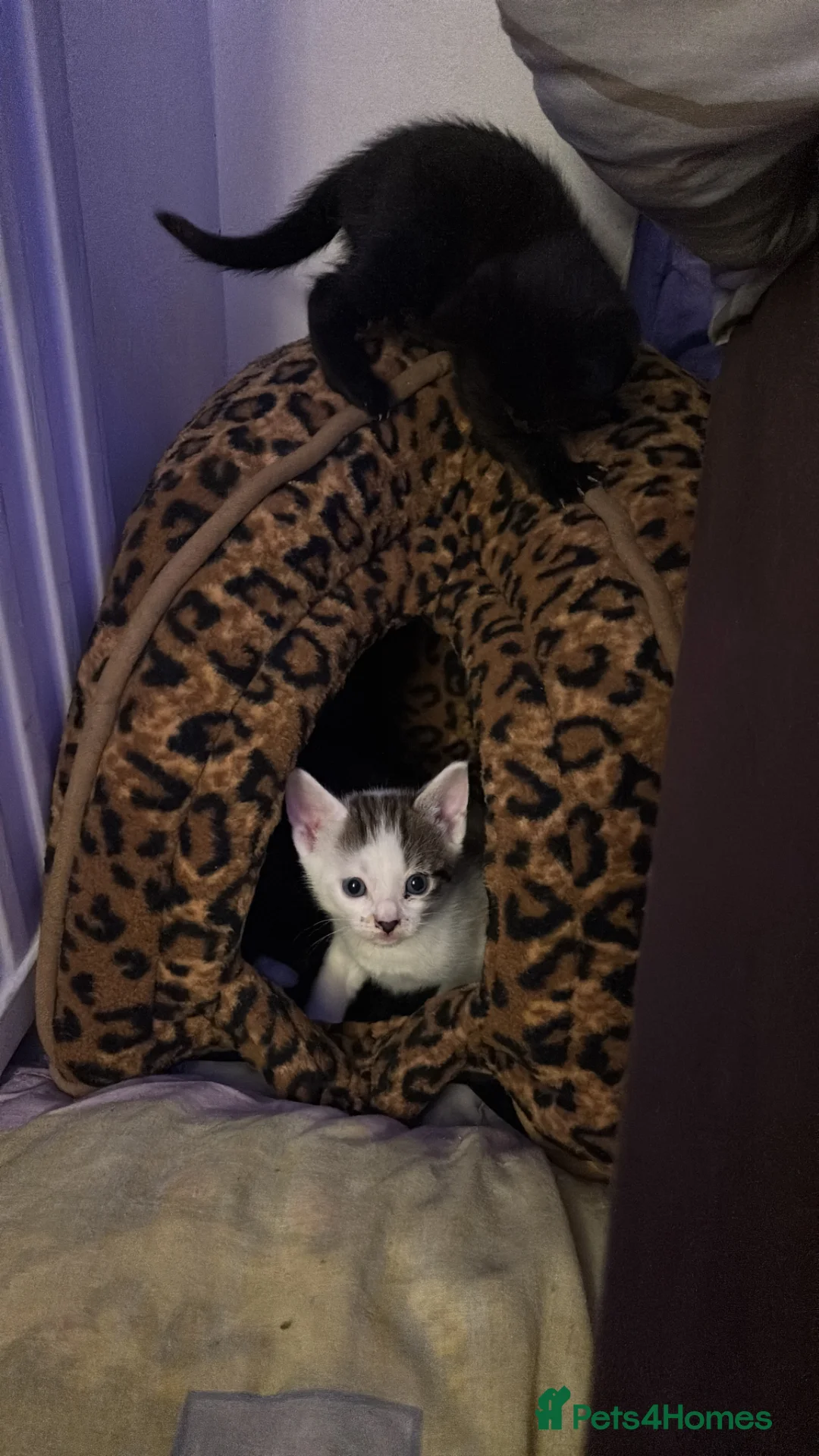 Mixed Breed cats for sale: adorable kittens for sale  - Advert 10