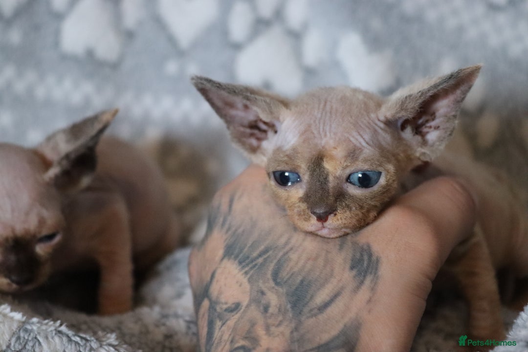 Sphynx cats for sale: Sphynx - Advert 3