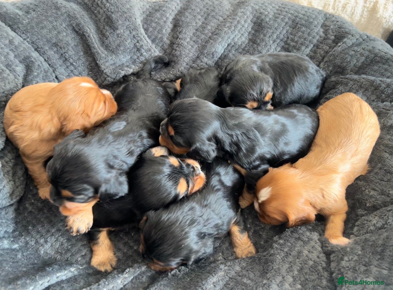 Cavalier King Charles Spaniel dogs beautiful cavalier King Charles puppies  - Advert 1