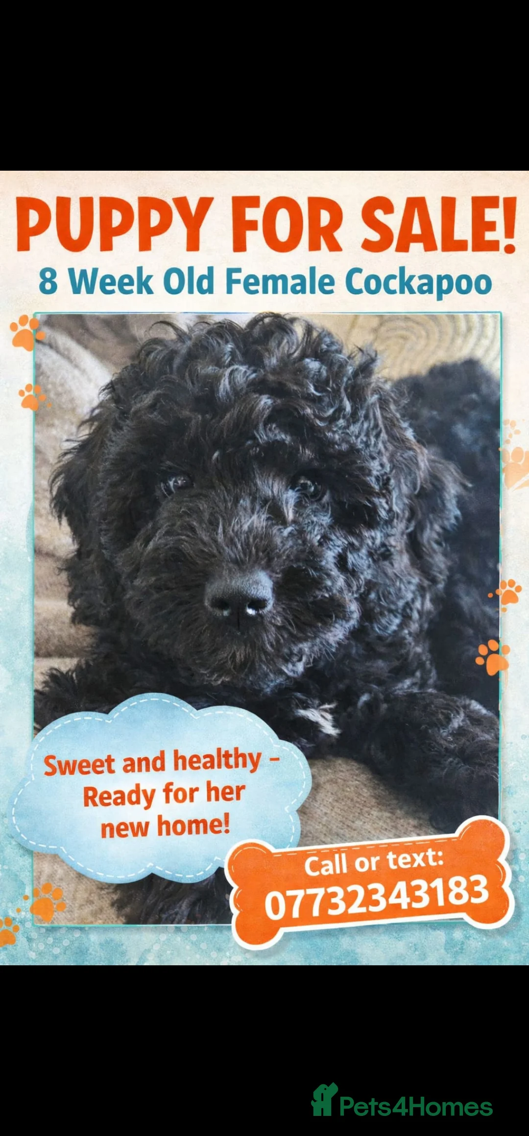 Cockapoo dogs for sale: 2 Beautiful female cockapoo left - Advert 2