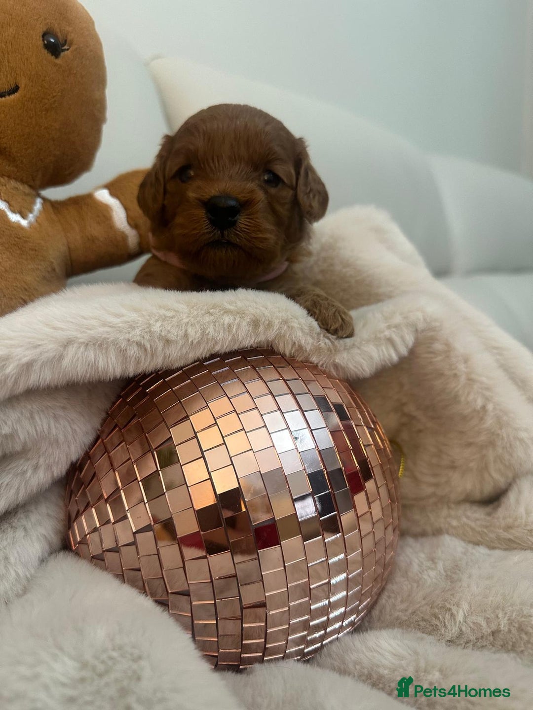 Cavapoo dogs for sale: 🐾 Beautiful F1 Cavapoos – Raised with Love  🐾 - Advert 26