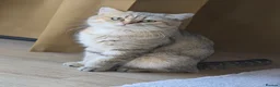 Scottish Fold cats for sale: Scottish Fold in Cambridge - Advert 2