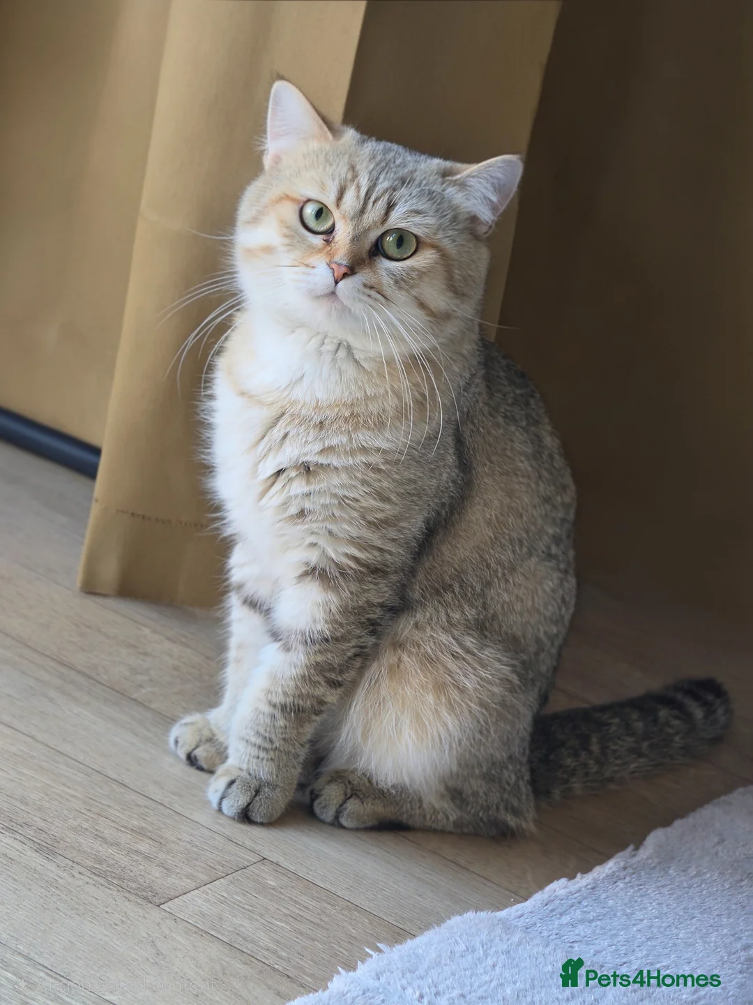 Scottish Fold cats for sale: Scottish Fold in Cambridge - Advert 2