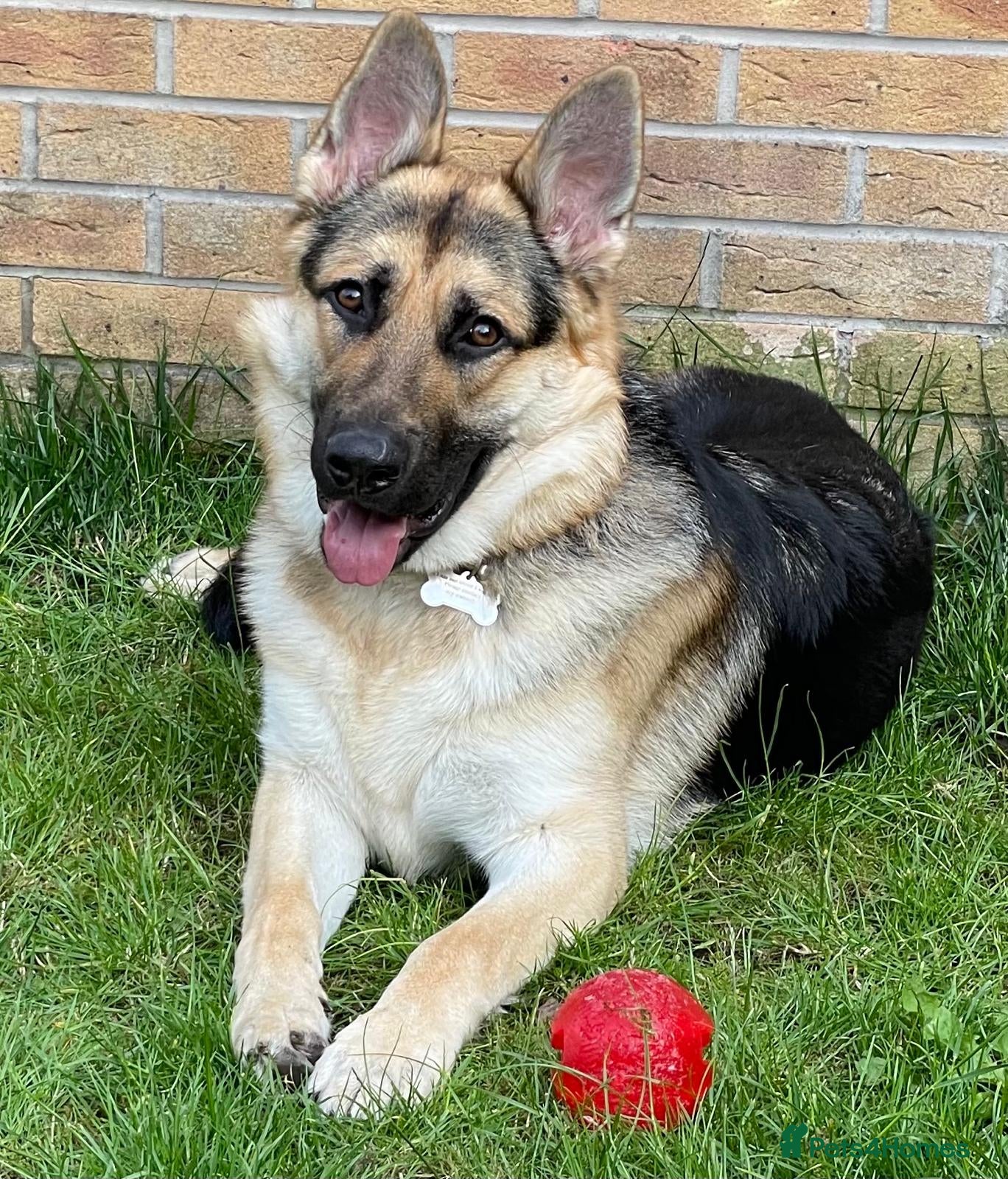 German Shepherd dogs 6 Year old Male German Shepherd - Advert 11