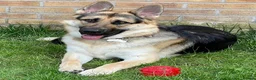 German Shepherd dogs for sale: 6 Year old Male German Shepherd in Saint Helens - Advert 1