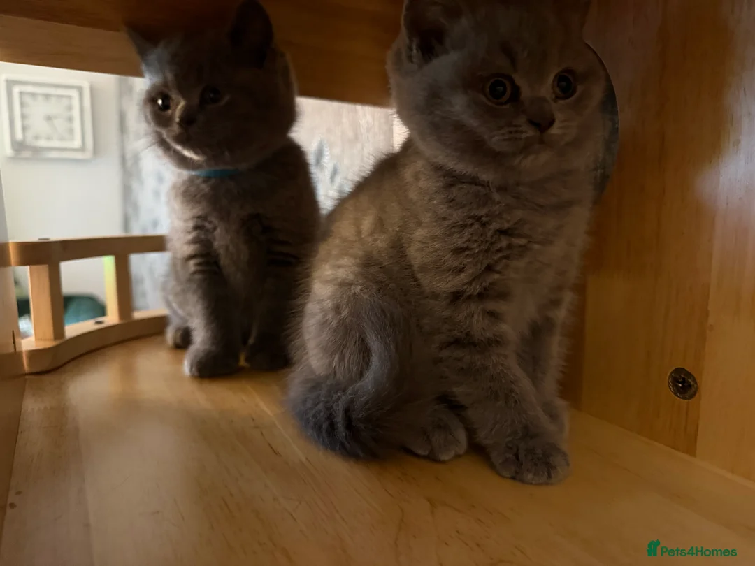 British Shorthair cats for sale: BSH kittens  - Advert 4