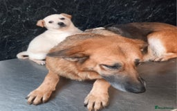 Mixed Breed dogs for sale: German Shepherd cross Labrador pup for sale - Image 4