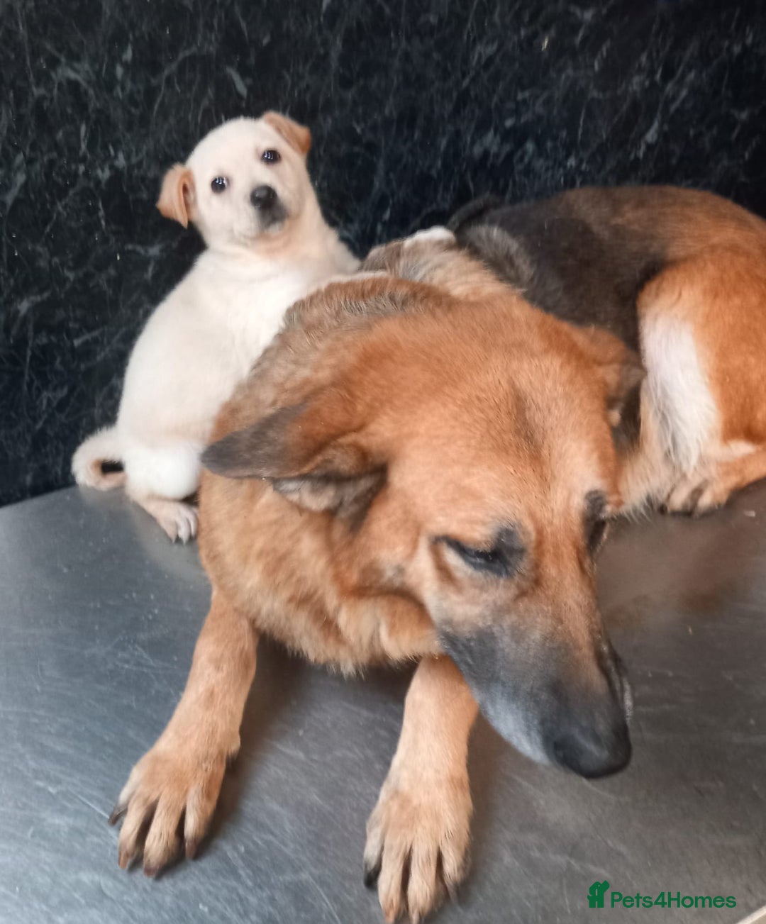 Mixed Breed dogs for sale: German Shepherd cross Labrador pup for sale - Image 4