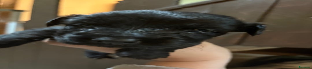 Skye Terrier Puppy 5