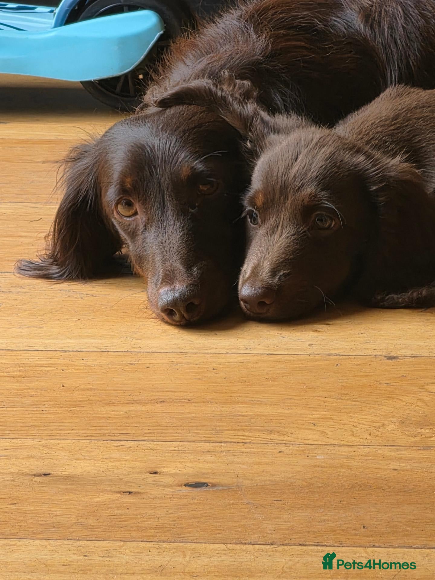 Miniature Dachshund dogs Fully vaccinated, Long Haired Miniature Dachshund  - Advert 1