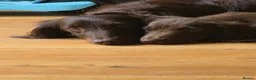 Miniature Dachshund dogs for sale: Fully vaccinated, Long Haired Miniature Dachshund  - Advert 3