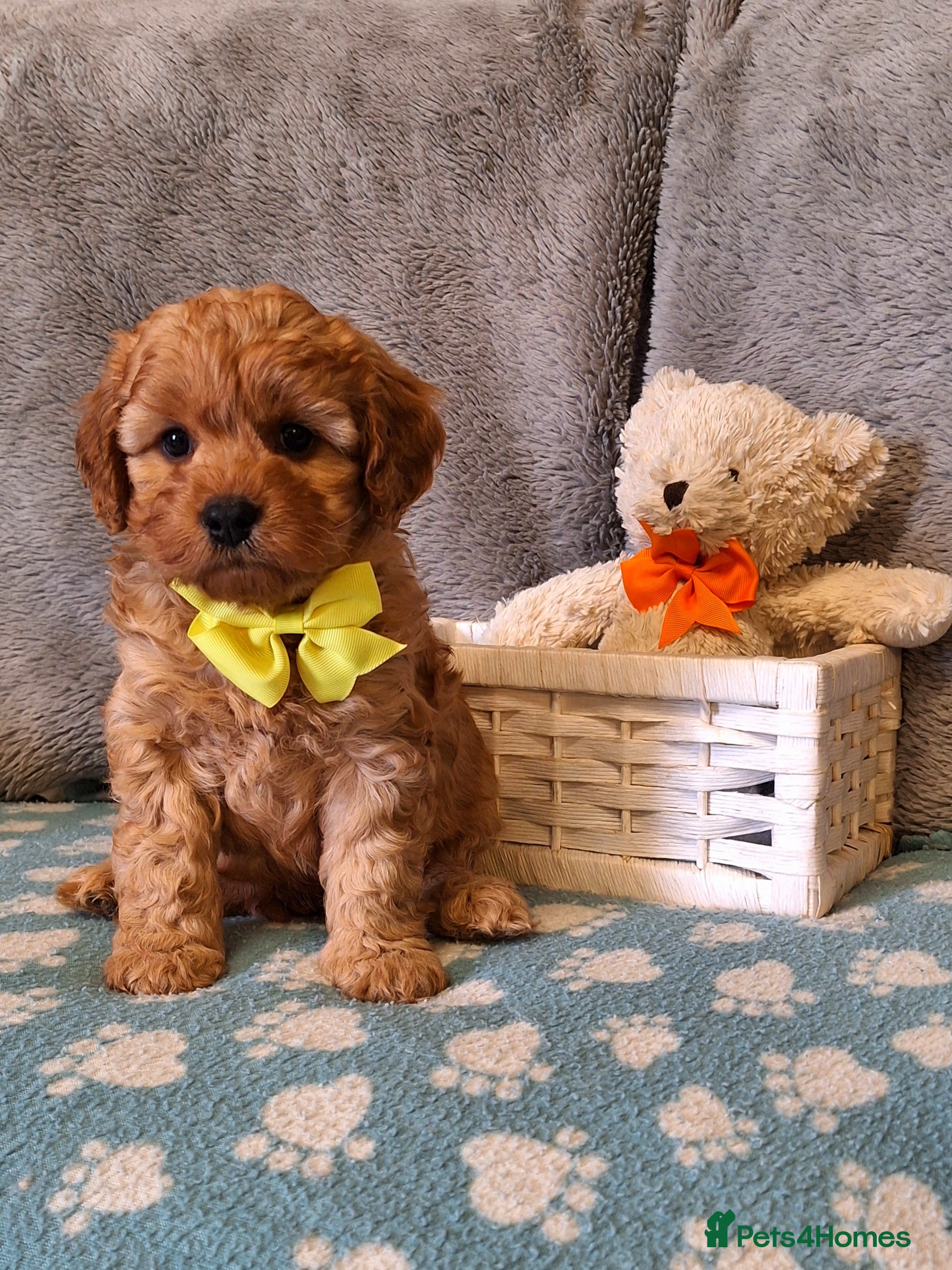 Cavapoo dogs Gorgeous F1 health tested Cavapoo pups - Advert 5