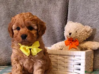 Cavapoo dogs Gorgeous F1 health tested Cavapoo pups - Advert 5