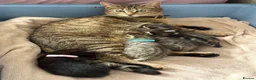 Mixed Breed cats for sale: 2 gorgeous tabby boys in Chorley - Advert 2