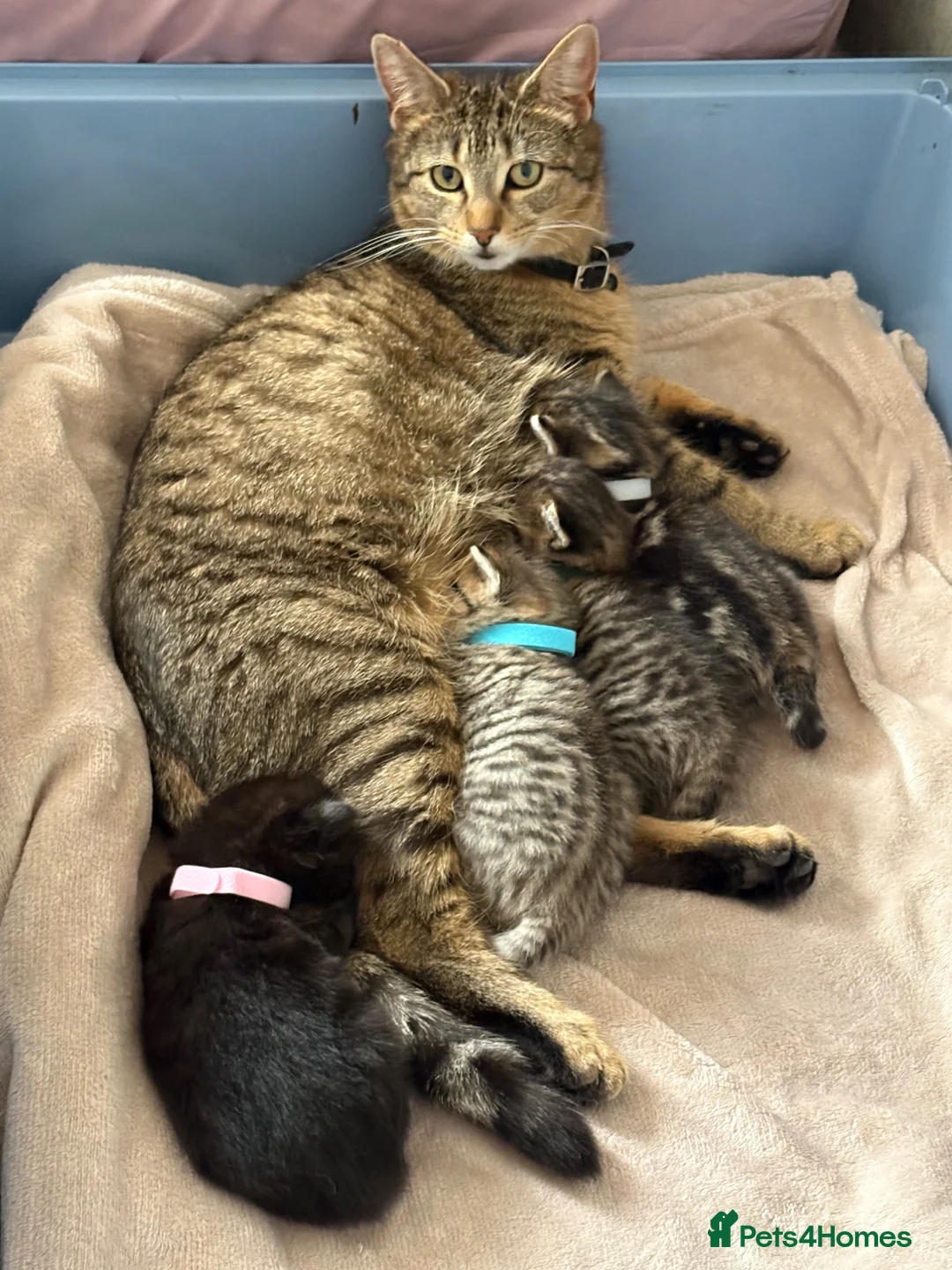 Mixed Breed cats for sale: 2 gorgeous tabby boys in Chorley - Advert 2
