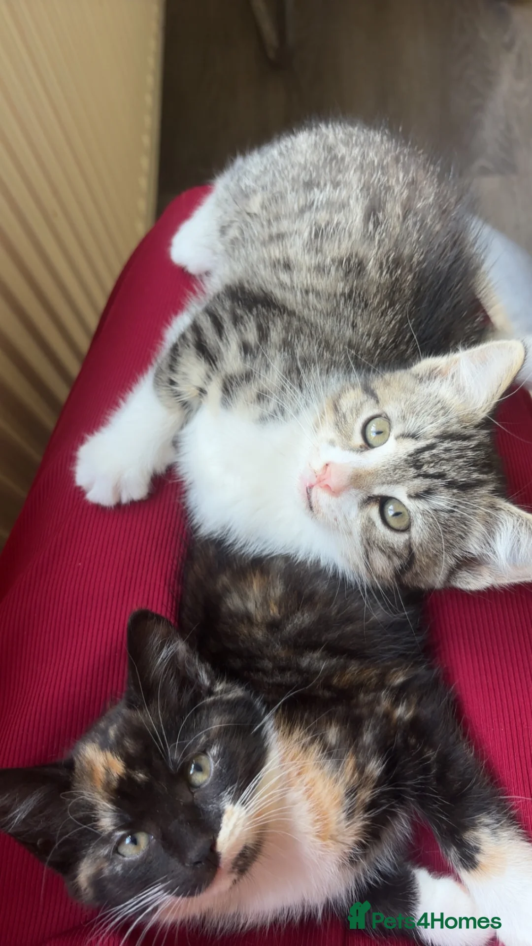 Russian Blue cats for sale: two  beautiful kittens 💛 - Advert 2