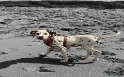Mixed Breed dogs for sale: 3 dogs for sale! - Image 2