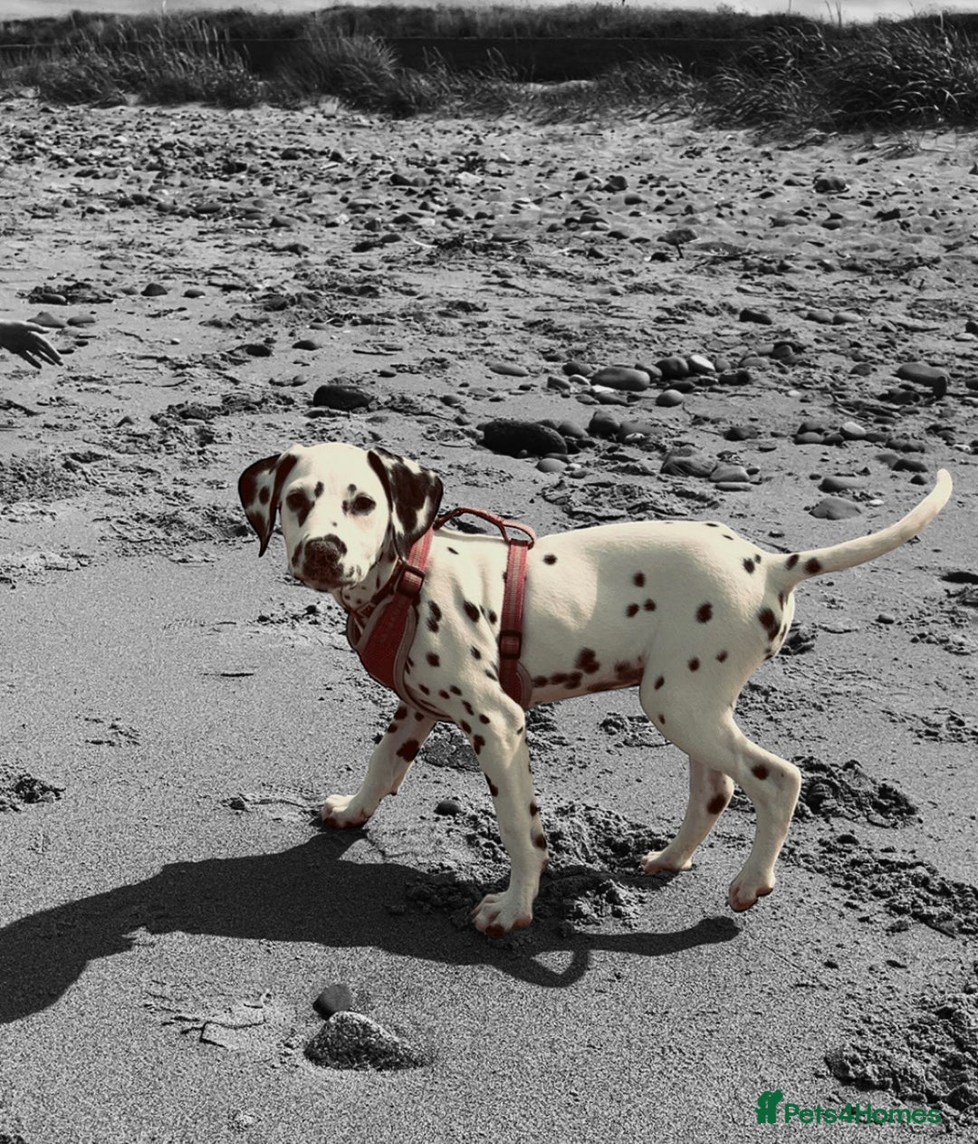 Mixed Breed dogs for sale: 3 dogs for sale! - Image 2