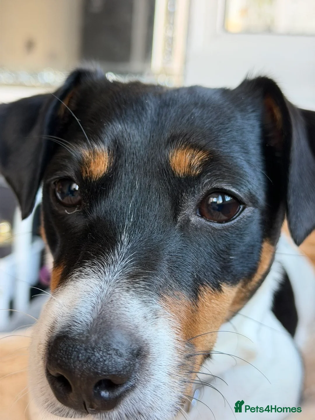 Jack Russell dogs for sale: Jack Russel called Roxy  - Advert 3