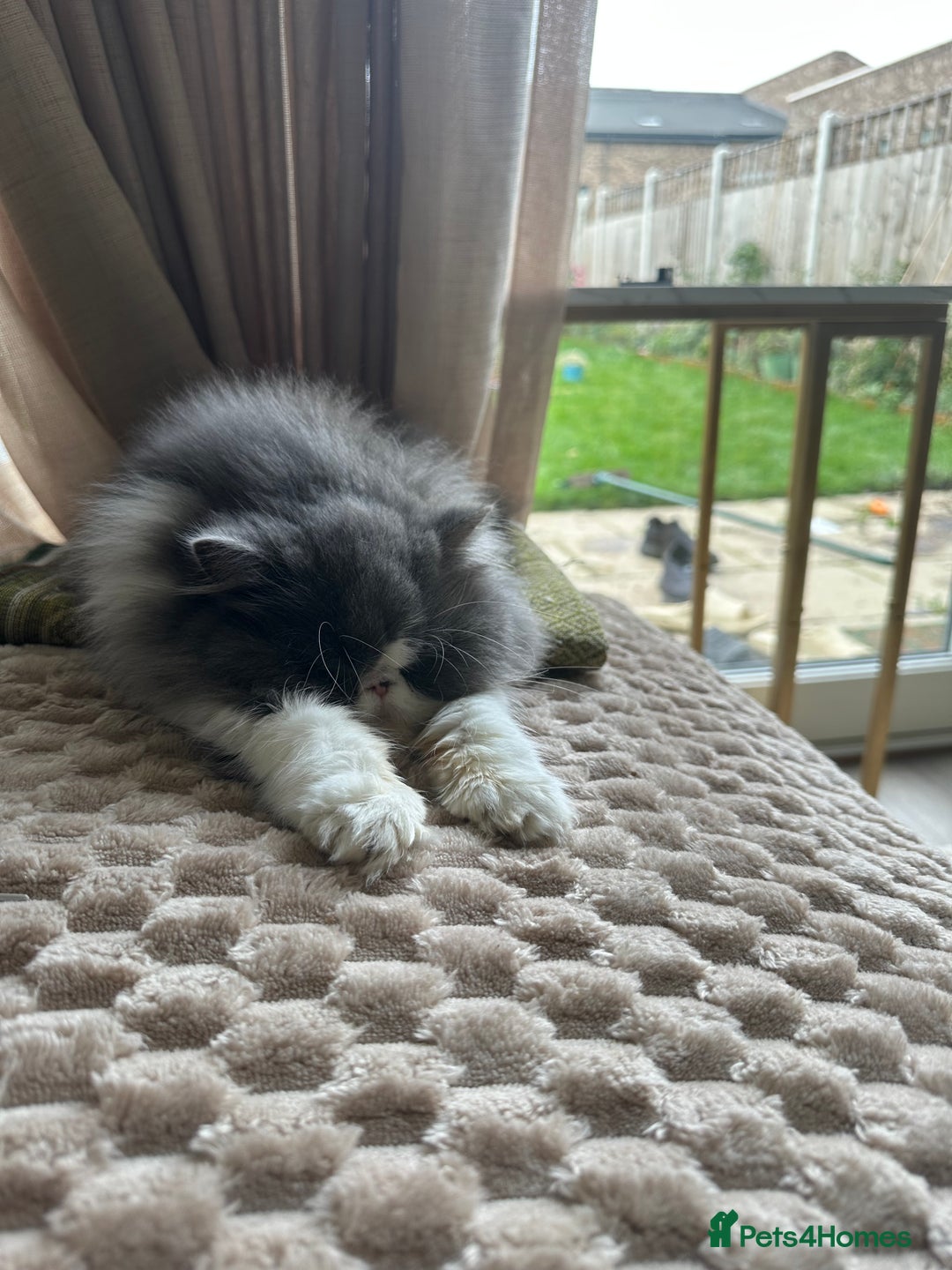 Persian cats for sale: GCCF Active Registered Bicolor Persian - Advert 6