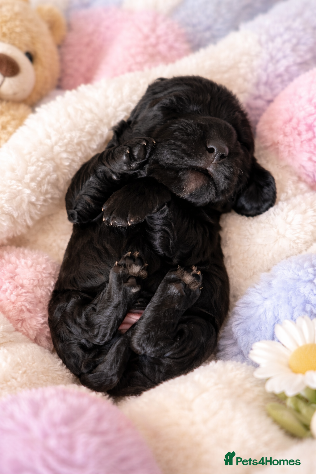 Cockapoo dogs 🌟 1 boy available 🌟 Cockapoo - Advert 18